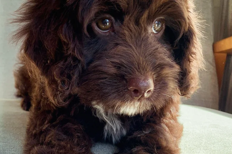 Cockapoo