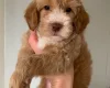 Cockapoo
