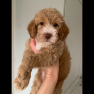 Cockapoo