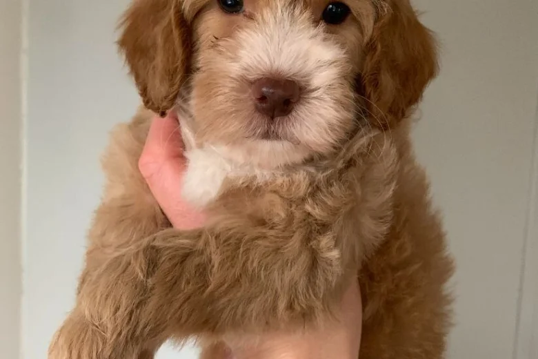 Cockapoo