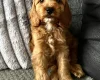 Cockapoo