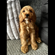 Cockapoo