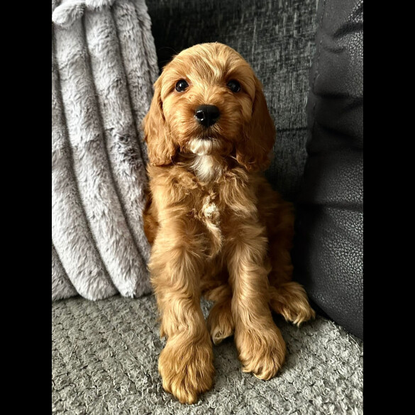 Cockapoo