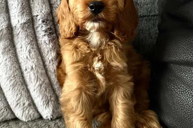 Cockapoo