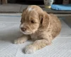 Cockapoo
