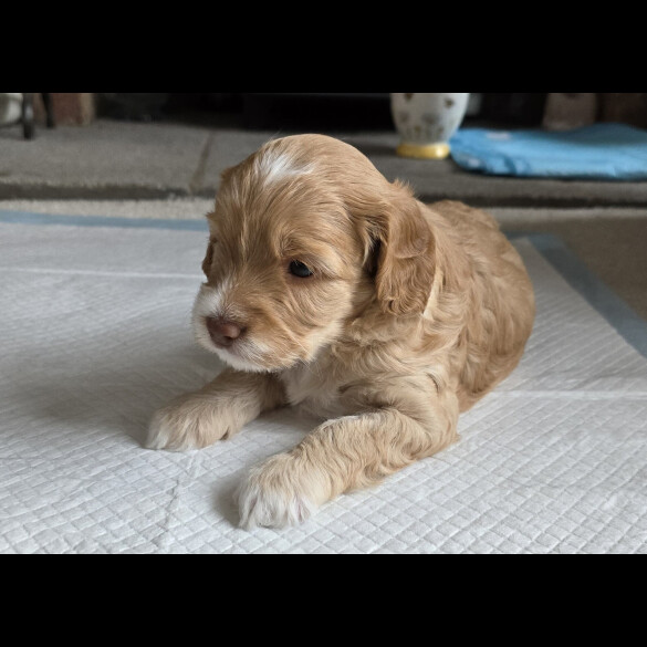Cockapoo