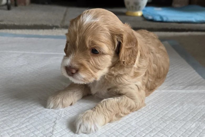 Cockapoo