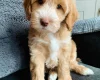 Cockapoo