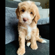 Cockapoo