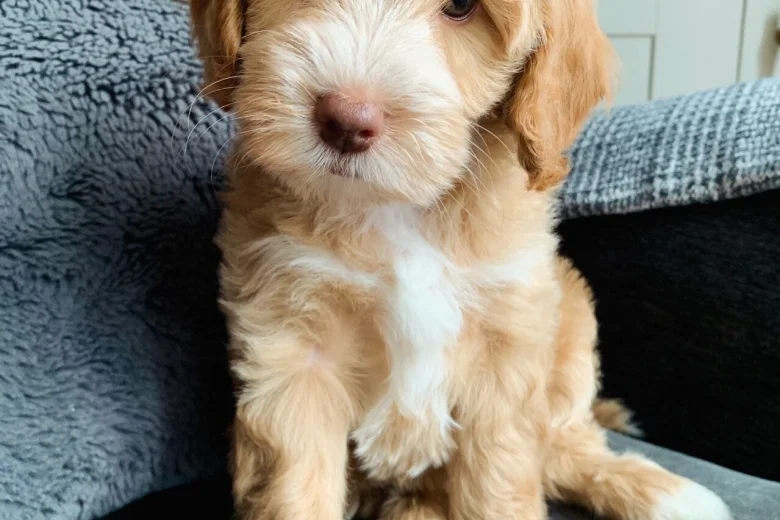Cockapoo
