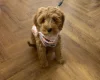 Cockapoo