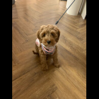 Cockapoo