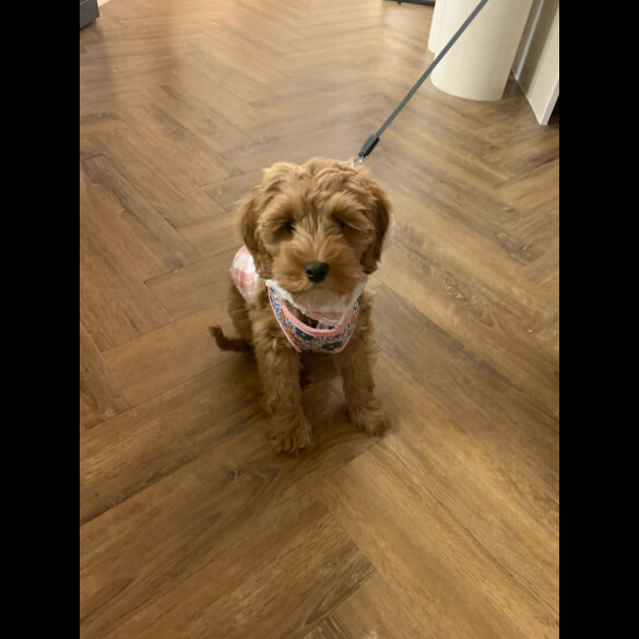 Cockapoo