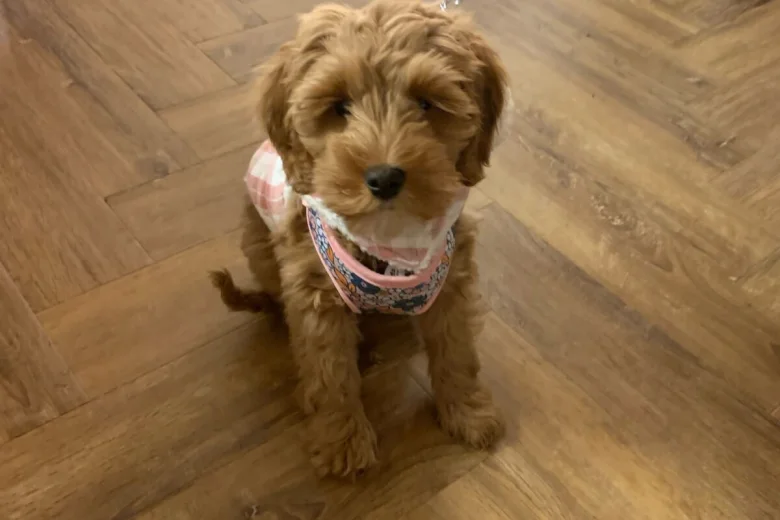 Cockapoo