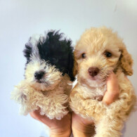 Cockapoo - Both