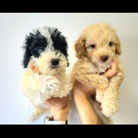 Cockapoo - Both