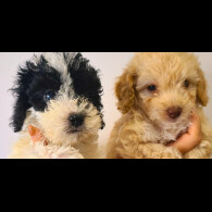 Cockapoo - Both