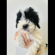Cockapoo - Both