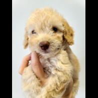 Cockapoo - Both