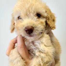 Cockapoo - Both