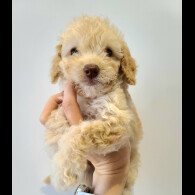 Cockapoo - Both