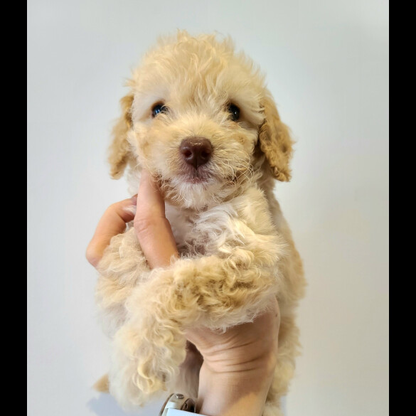 Cockapoo - Both