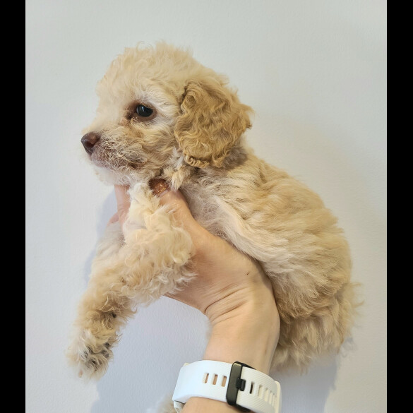 Cockapoo - Both