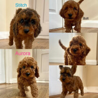 Cockapoo - Both