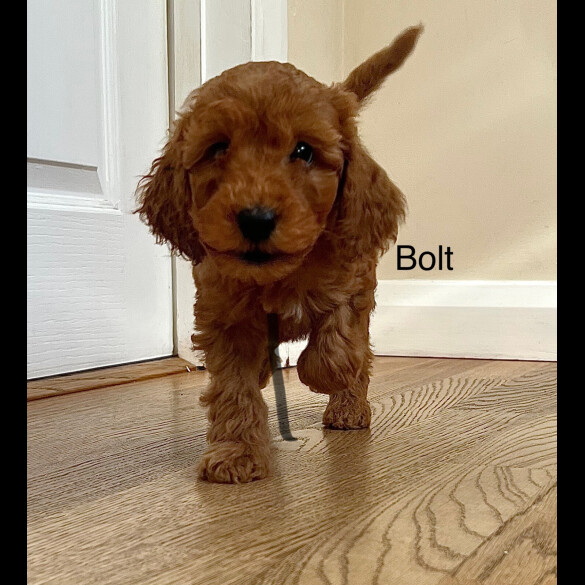 Cockapoo - Both
