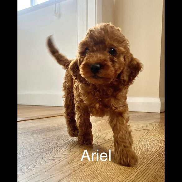 Cockapoo - Both