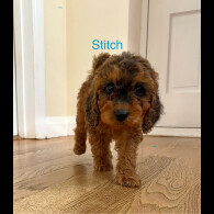 Cockapoo - Both