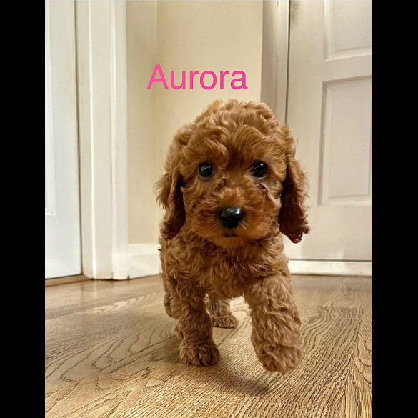 Cockapoo - Both