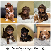 Cockapoo