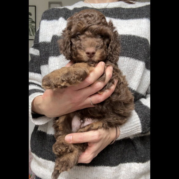Cockapoo