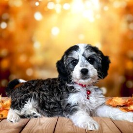 Cockapoo - Both