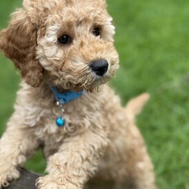 Cockapoo
