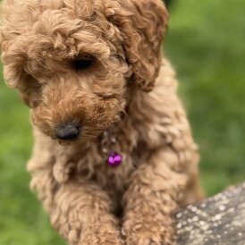 Cockapoo