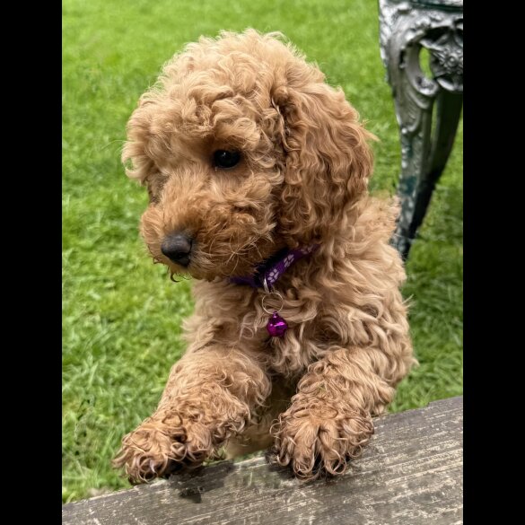 Cockapoo