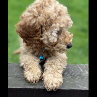 Cockapoo