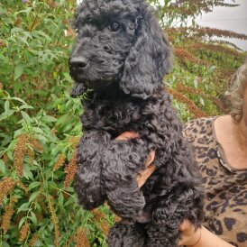 Cockapoo - Both