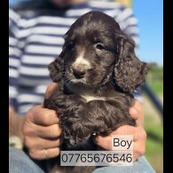 Cockapoo