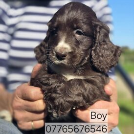 Cockapoo