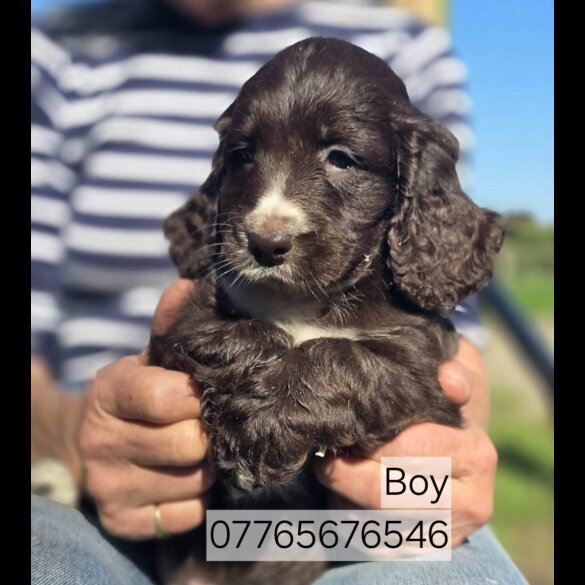 Cockapoo
