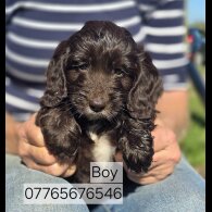 Cockapoo