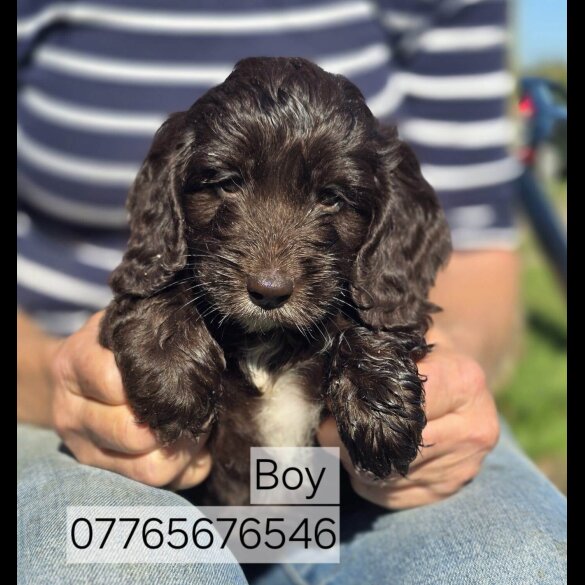 Cockapoo