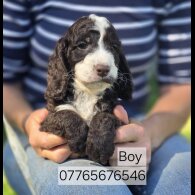 Cockapoo