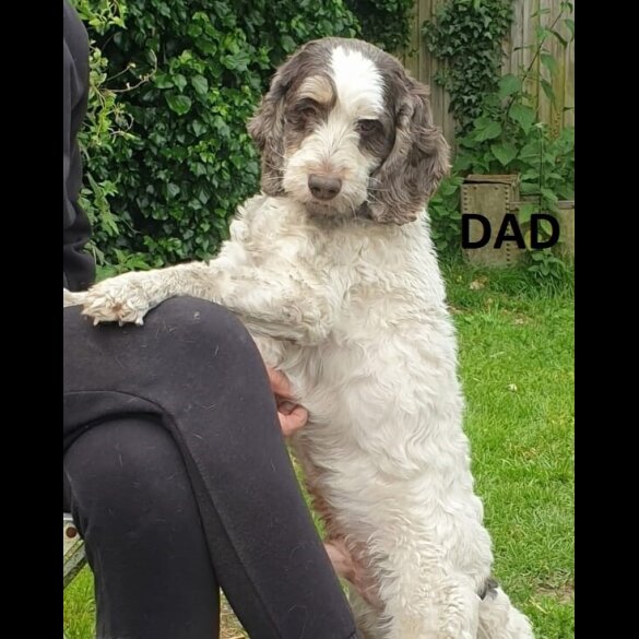 Cockapoo