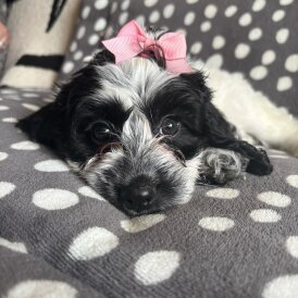 Cockapoo - Dogs
