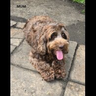 Cockapoo