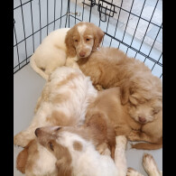 Cockapoo
